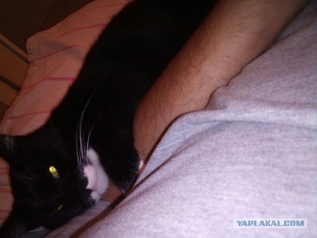 Котовторник 30.05.2017