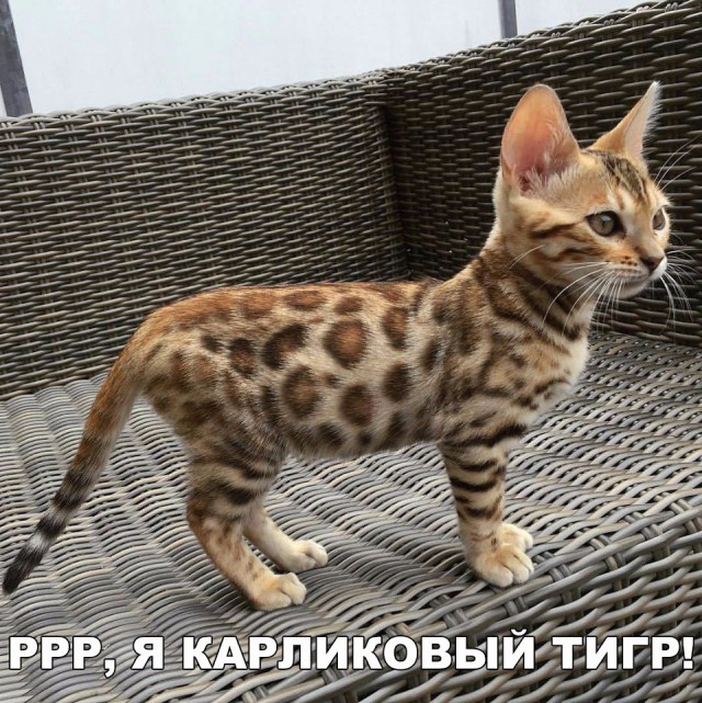 Коты и Кошки