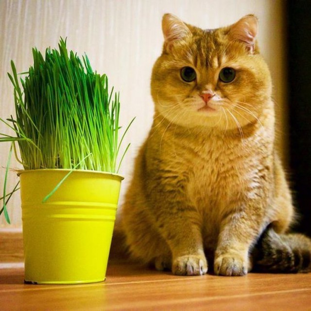 Коты и Кошки