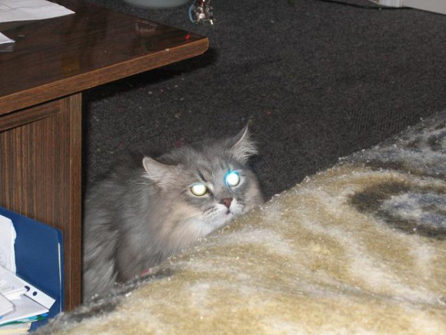Коты и Кошки