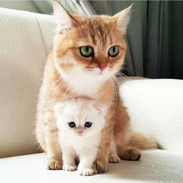 Коты и Кошки
