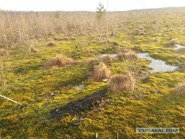 Болота в Ленинградской области