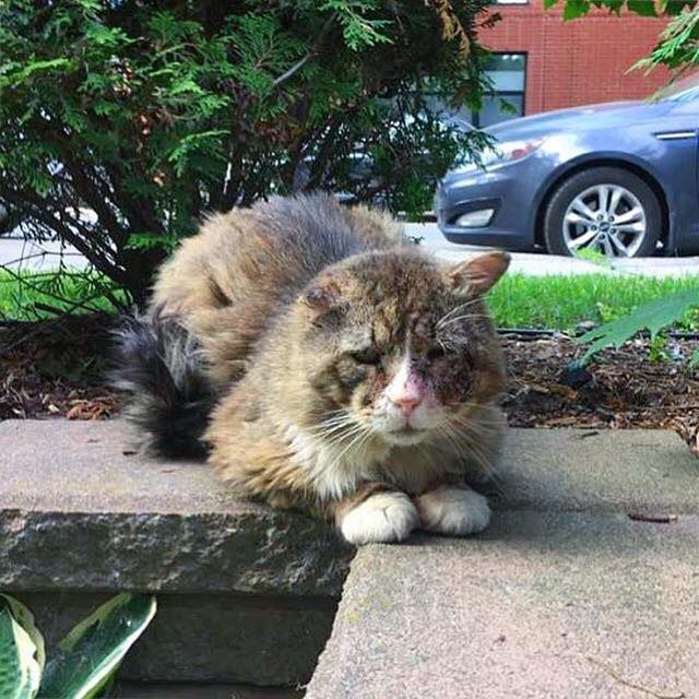 Спасение уличного кота живущего в Монреале...