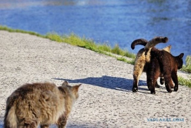 УРРААА ! Котовторник на ЯПлакалъ !