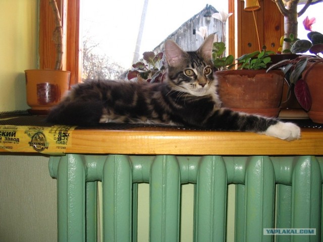 Котовторник на ЯПлакалъ