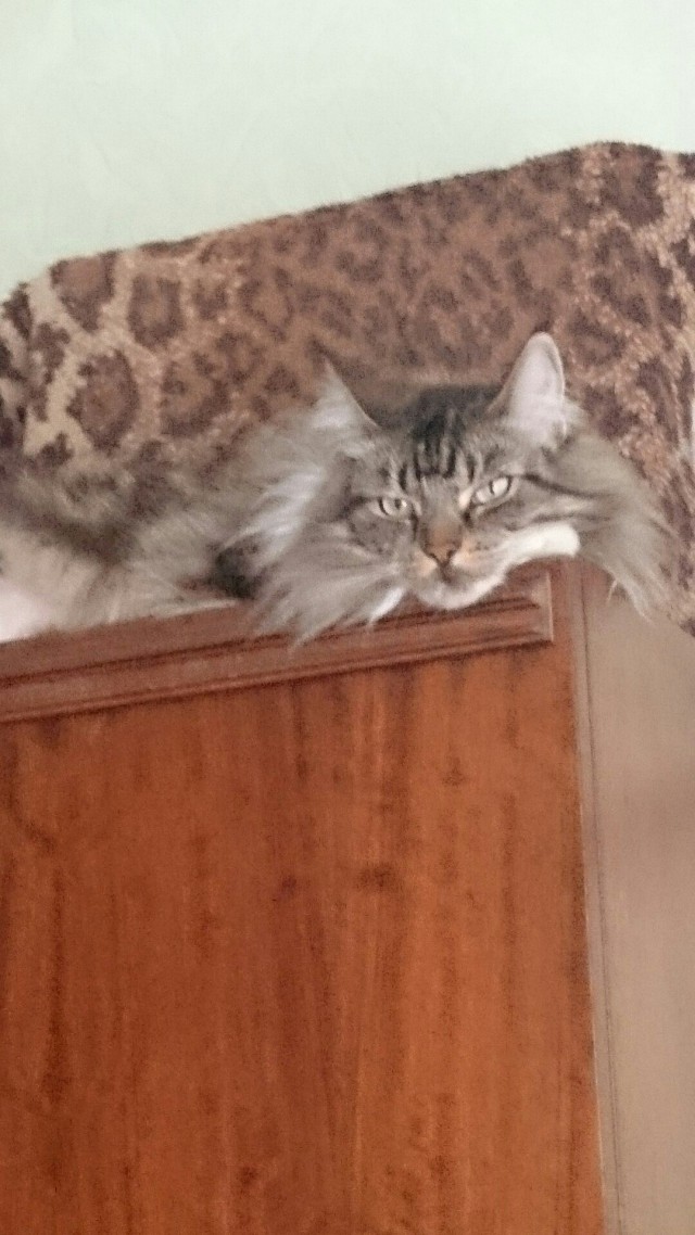 Немного милоты