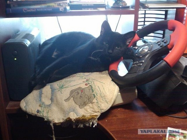 Последний котовторник августа