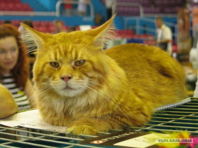 Последний Котовторник... октября :)