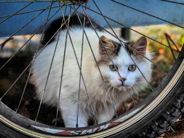 Котовторник 27.11.2018