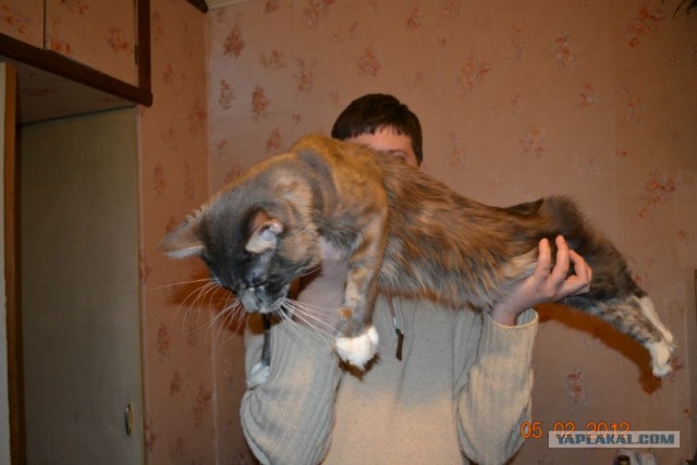 Котовторник (07.02.2012)