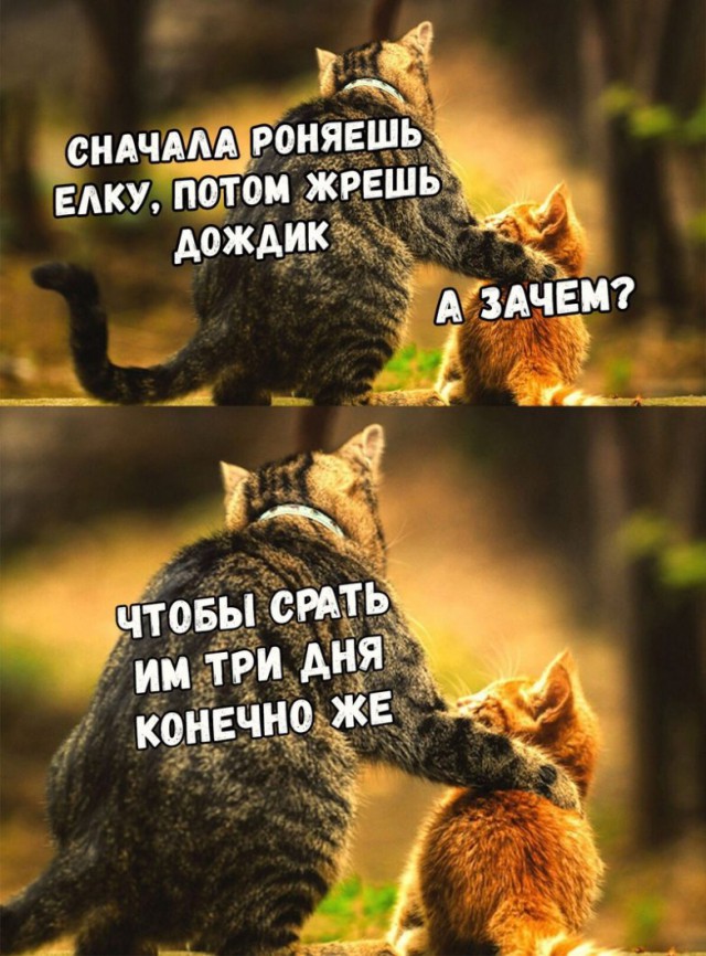 Новогодние приколы