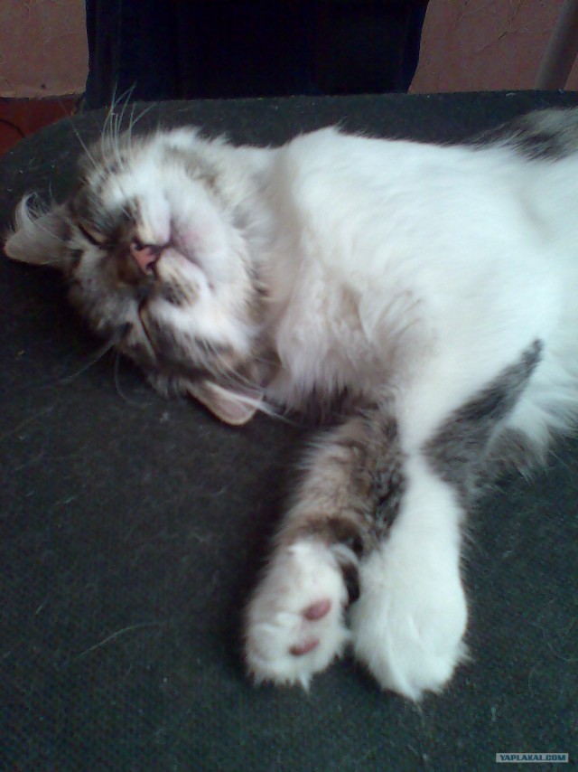Котовторник  19.06.2012