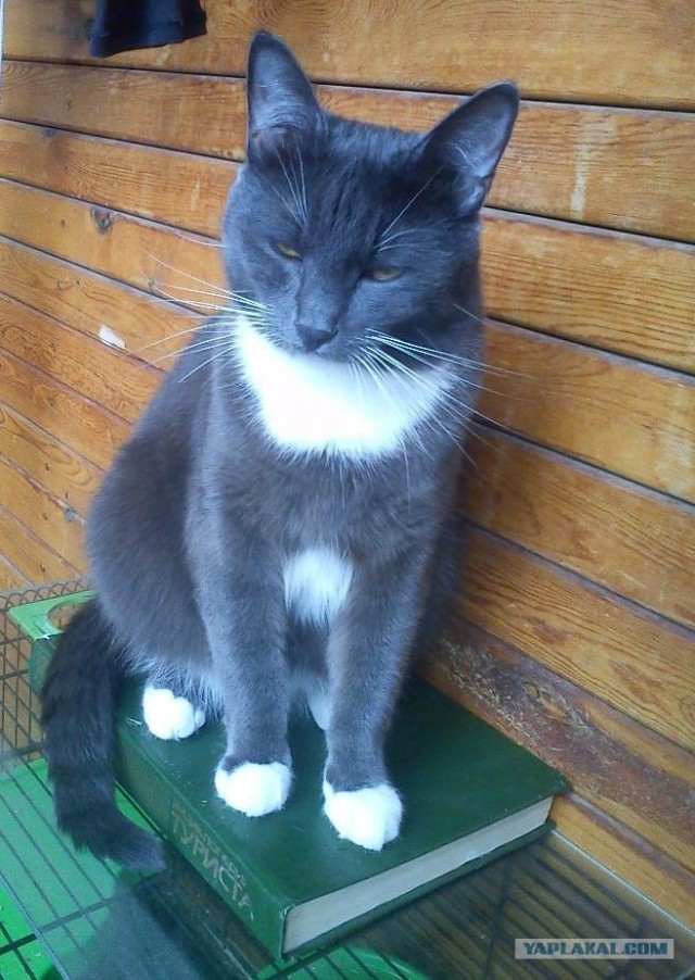 Котовторник 03 07 2012