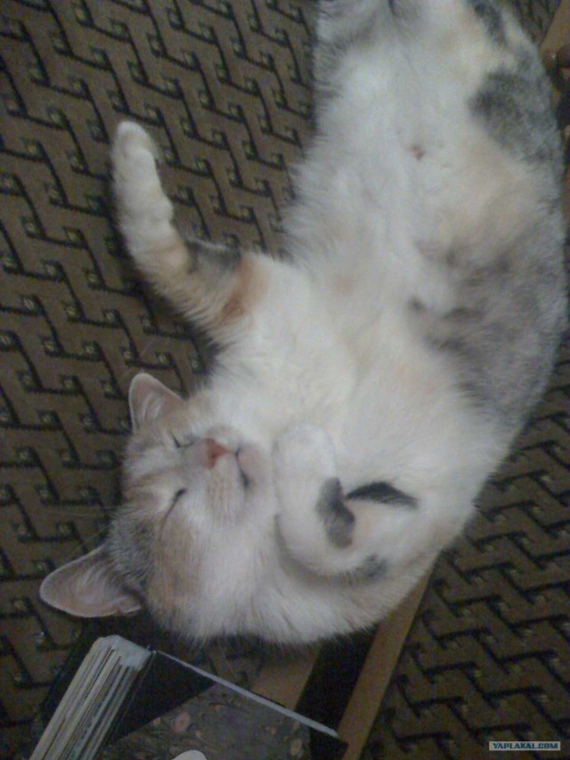 Котовторник  17.07.2012