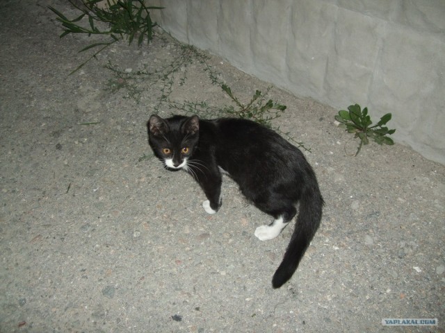 Котовторник 31.07.2012 г.