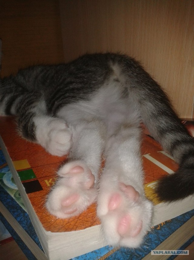 Котонянька и котовторник