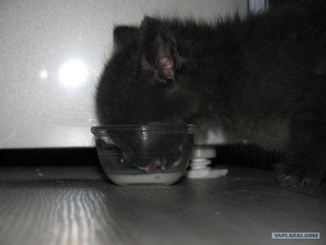 Котовторник ( 23.10. 2012. )