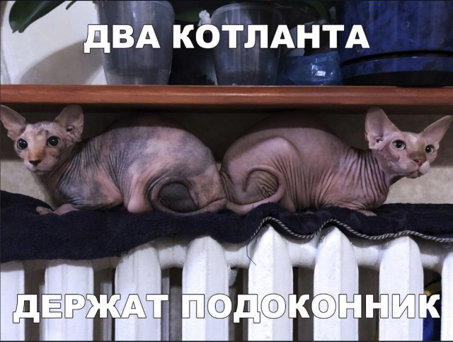 Забавные фото котеек