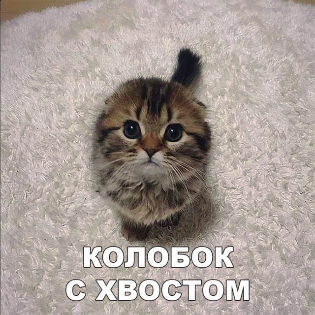 Забавные фото котеек