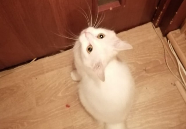 Забавные фото котеек