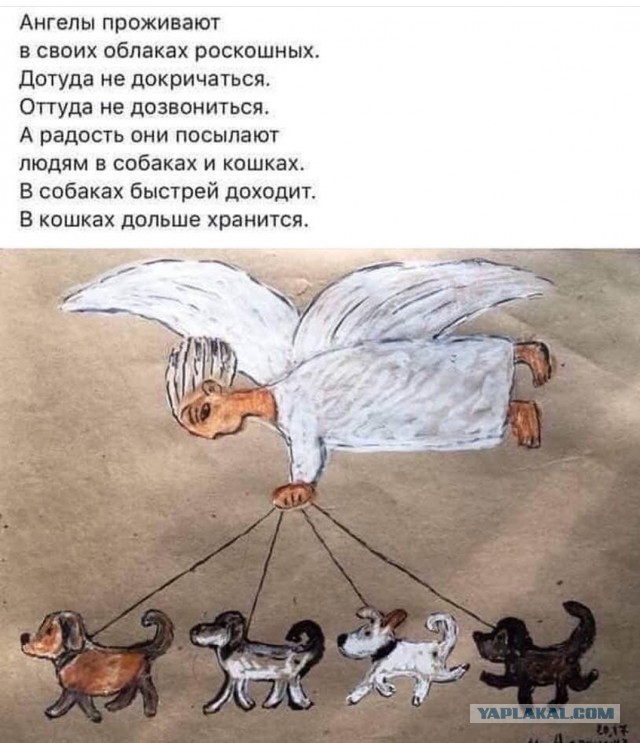 Куклачев объяснил, почему россияне чаще заводят кошек, чем собак