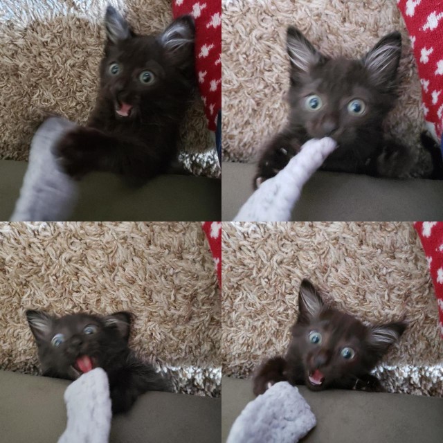 Котовторник 03.03.2020