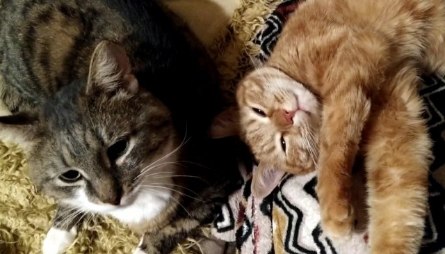 Коты, которые нас порадовали!
