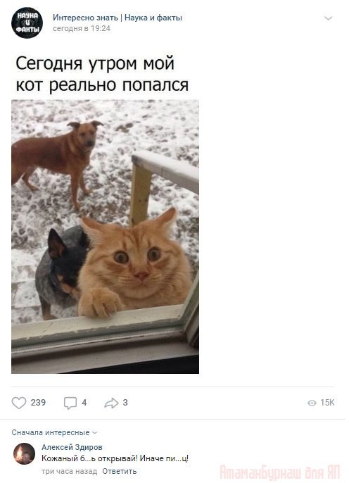 Комментарии к постам в разных группах, которые вызвали улыбку