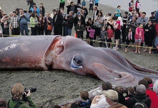 Котлетки «КК»: Кальмар+ Курица:)