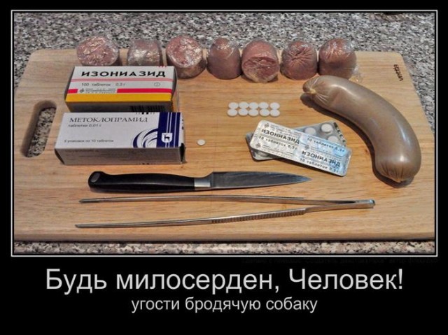 Собачьи стаи в центре города