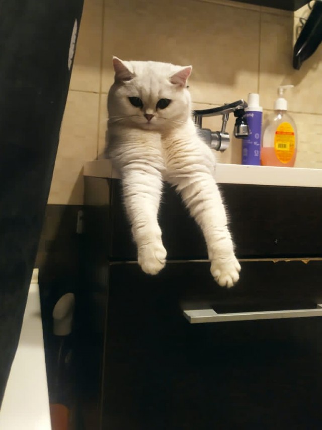 Котовторник!