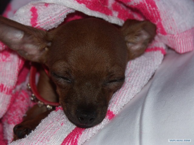 Хоспаде, какое мимими