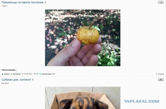 Собакен дня