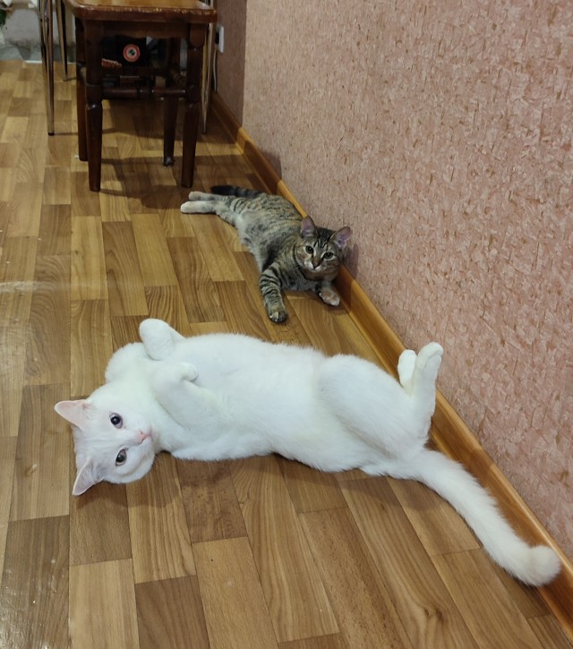 Котовторник 21.12.21