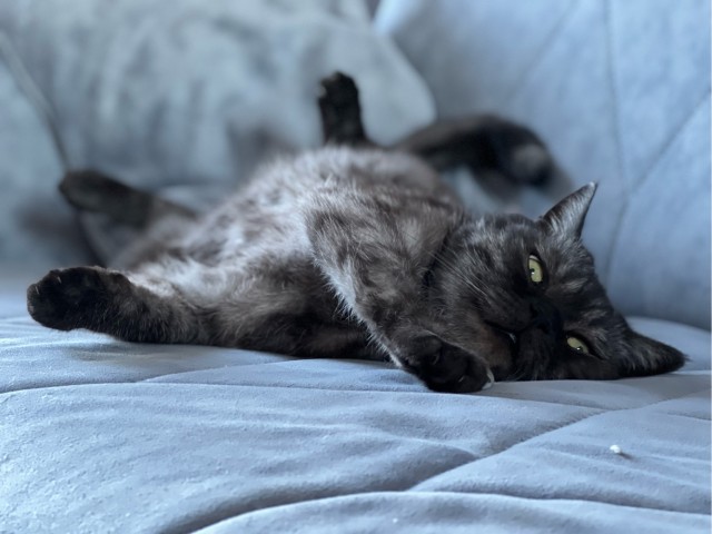 Котовторник вроде.
