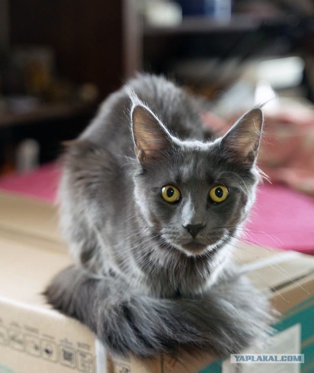 Котовторник ведь начался!