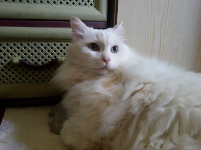 Котовторник! Пара фоток суровых котов.