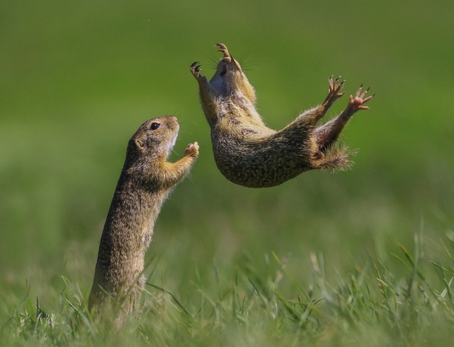 Финалисты ежегодного конкурса забавных фотографий с животными Comedy Wildlife Photography Awards