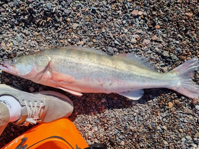 Кулинарная общалка