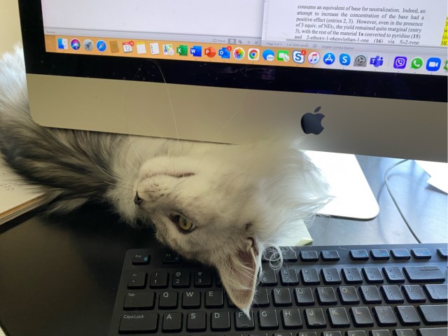 Котовторник прошел, а я не успел