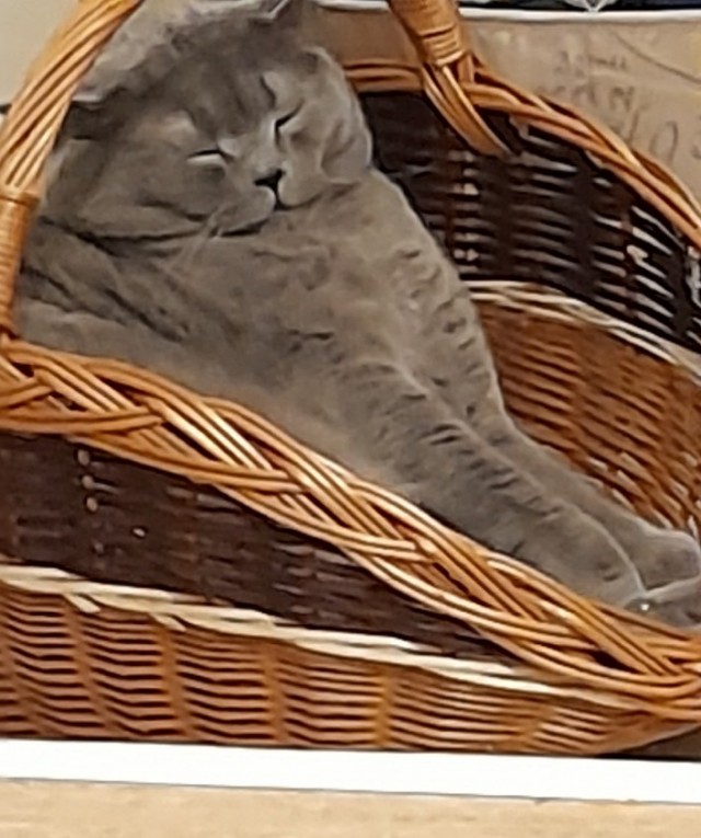 Почему грустят котики?