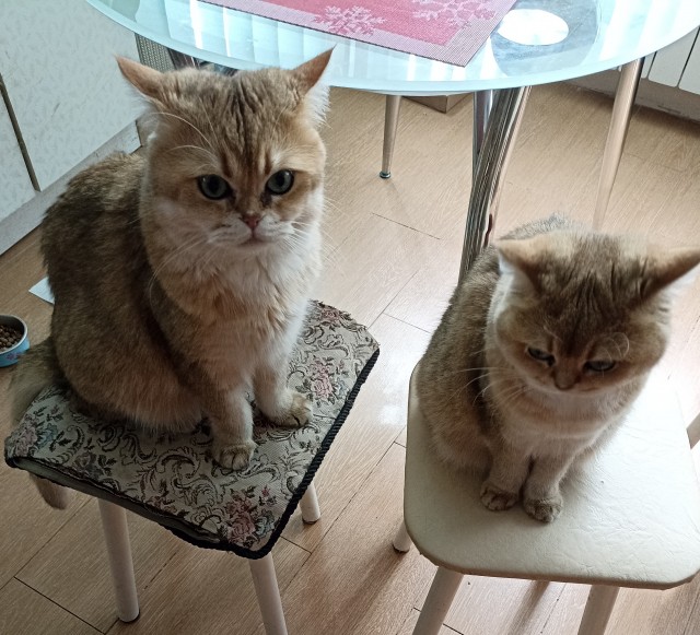 Котовторнику посвящается. Счастья привалило