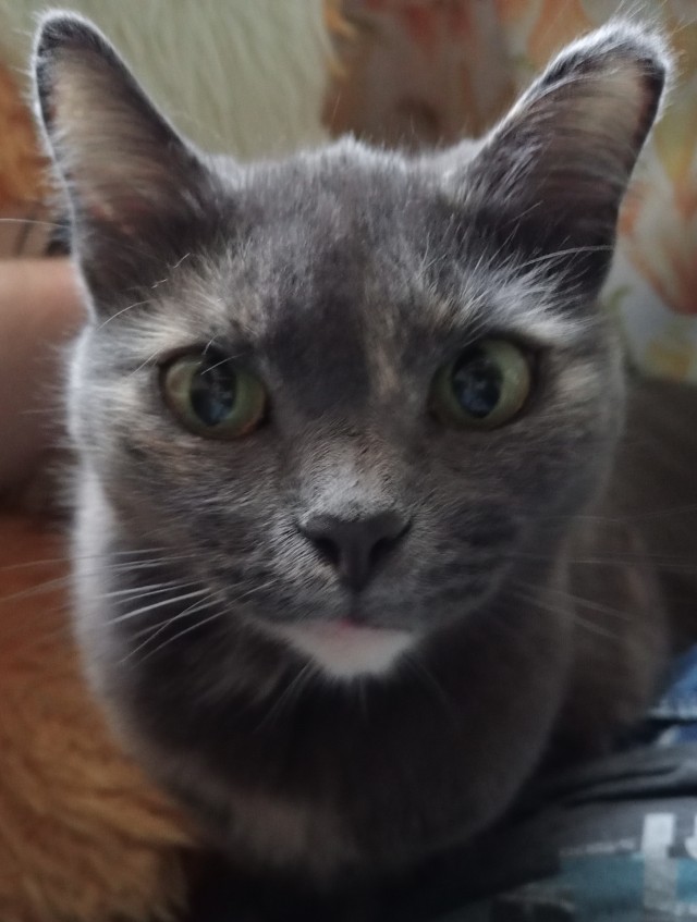 Начинаем котофторник?