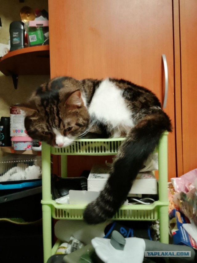 С котовторником ЯПовцы