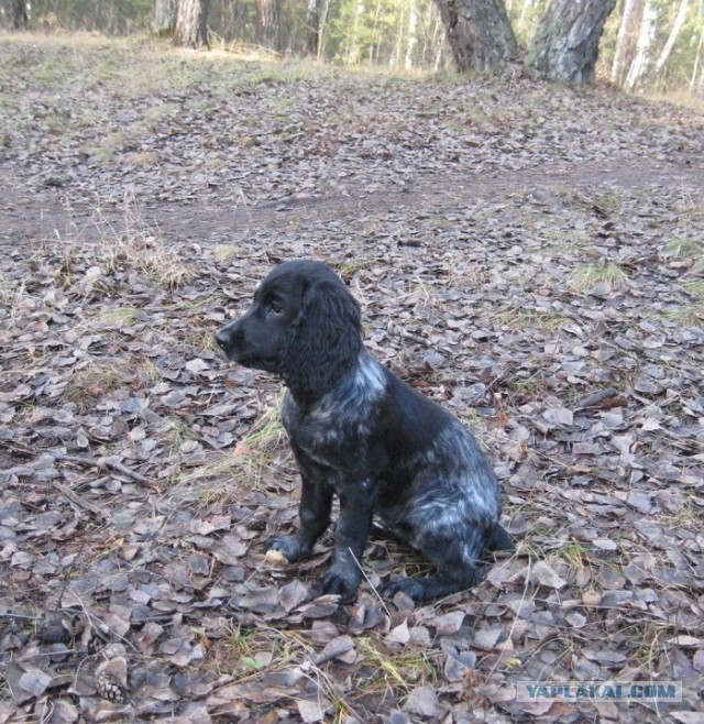 Песель