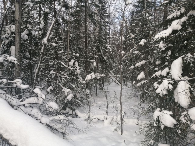 Сибирь-Тайга, -30 тепло...