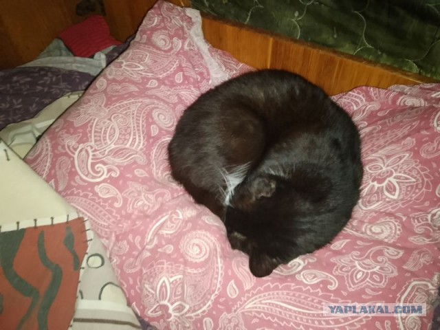 Жизнь домашнего приюта для котеек 482