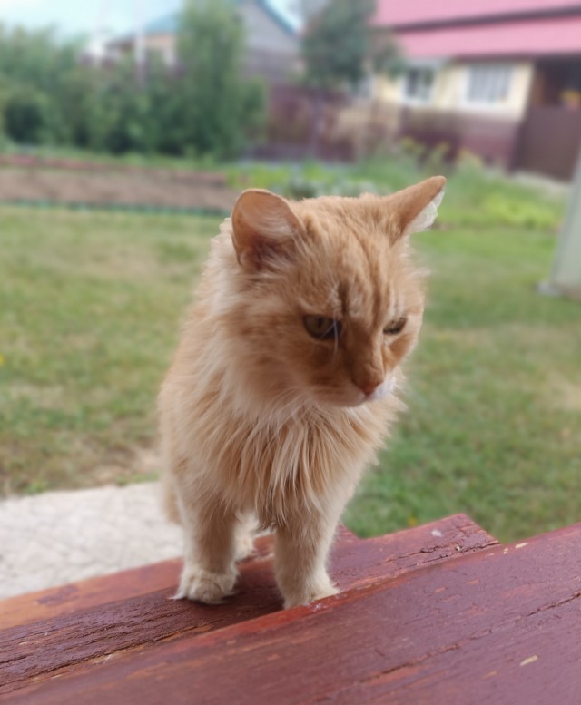 С днём рождения, Василий