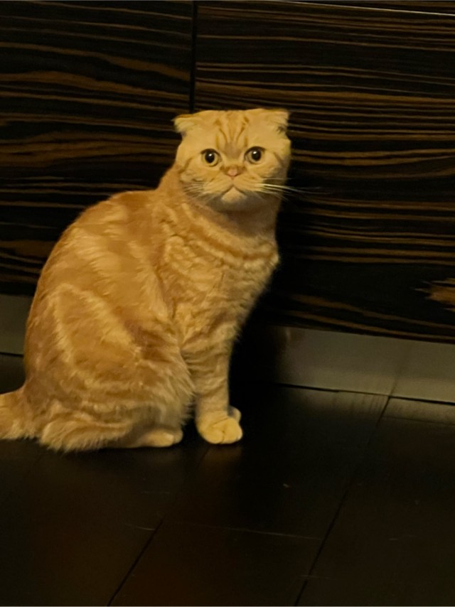 Жизнь с котом в одной картинке