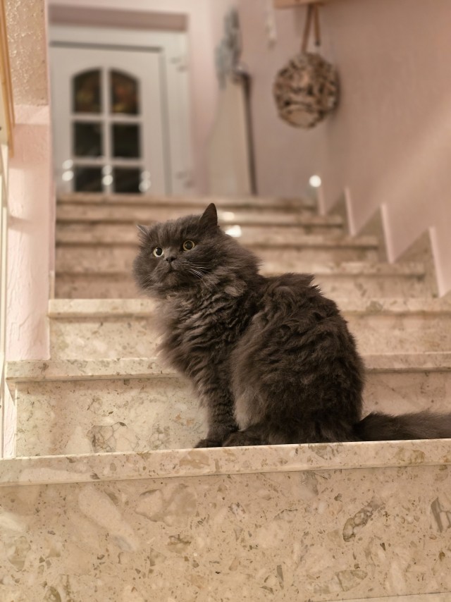Чеширский котик